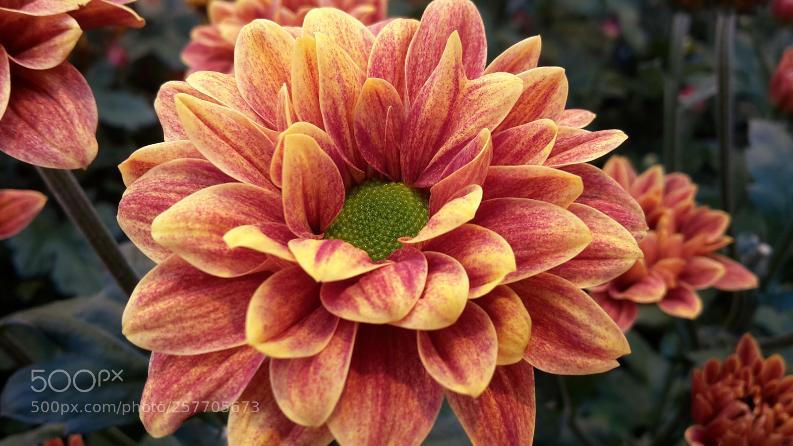 Samsung Galaxy S5 Mini sample photo. Orange flower photography