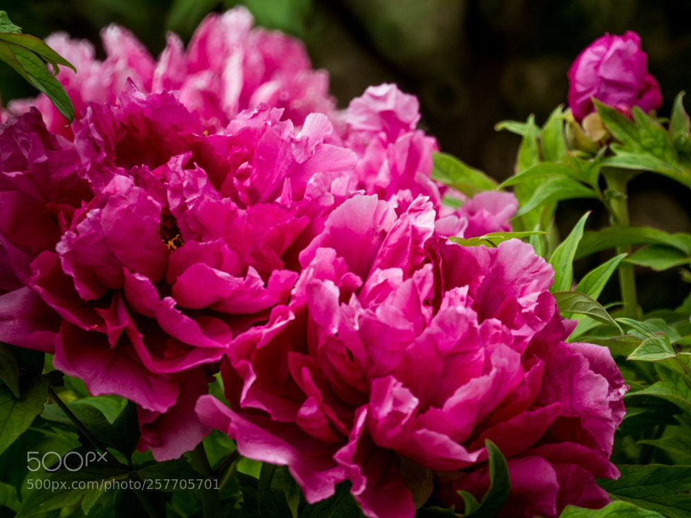Olympus OM-D E-M1 Mark II sample photo. Untitled photography