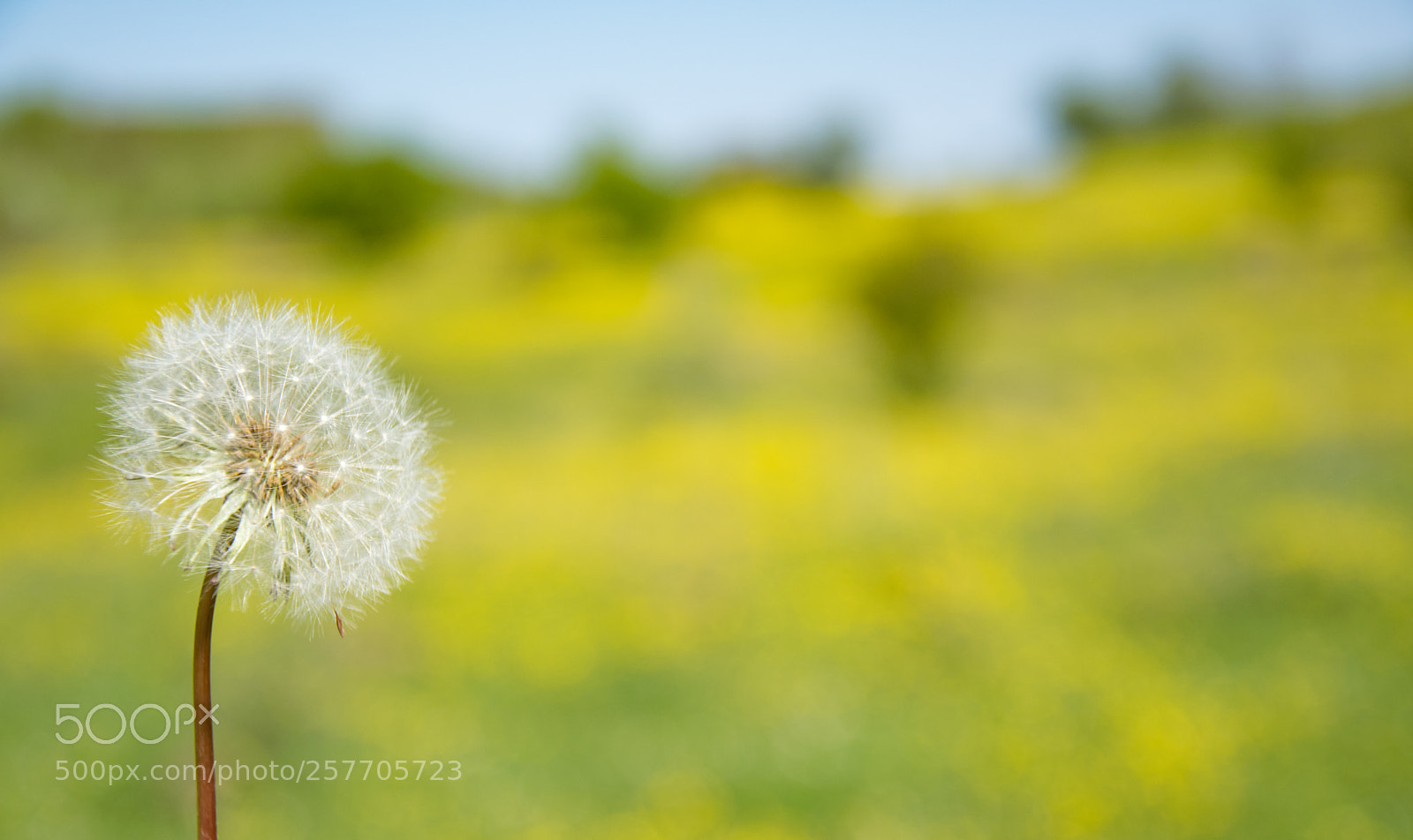 Nikon D5300 sample photo. Spring photography