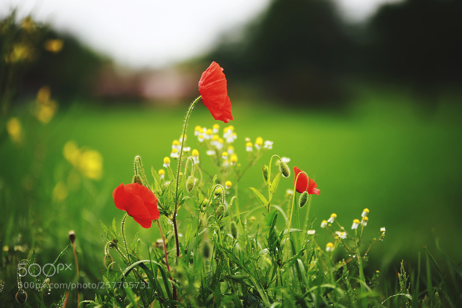 Canon EOS 6D sample photo. Mohnblumen photography