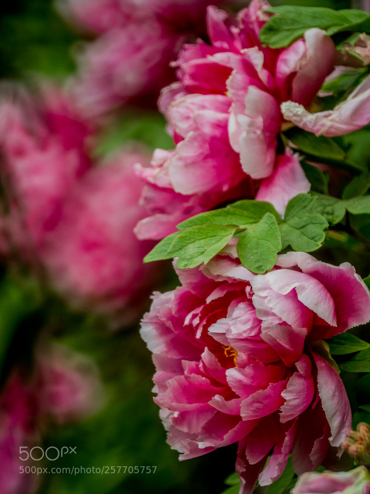 Olympus OM-D E-M1 Mark II sample photo. Untitled photography