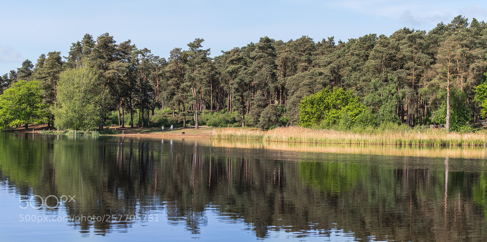 Nikon D850 sample photo. Walking the dog photography