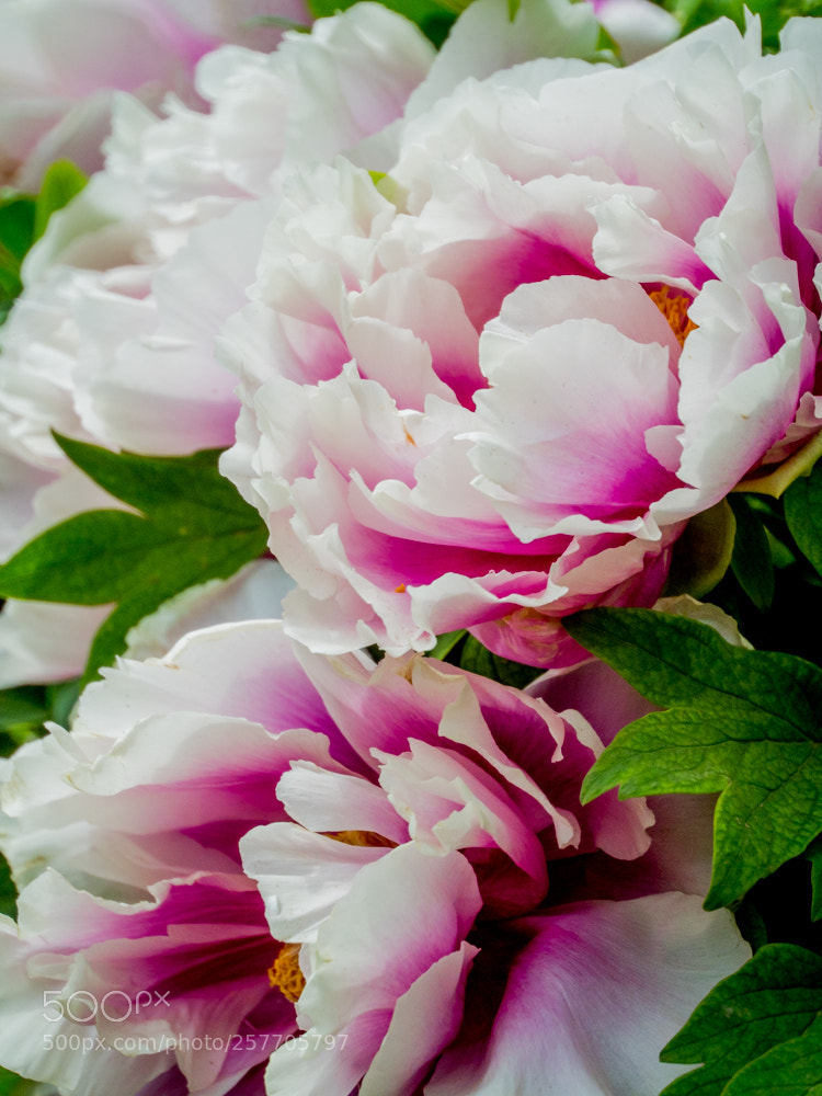 Olympus OM-D E-M1 Mark II sample photo. Untitled photography