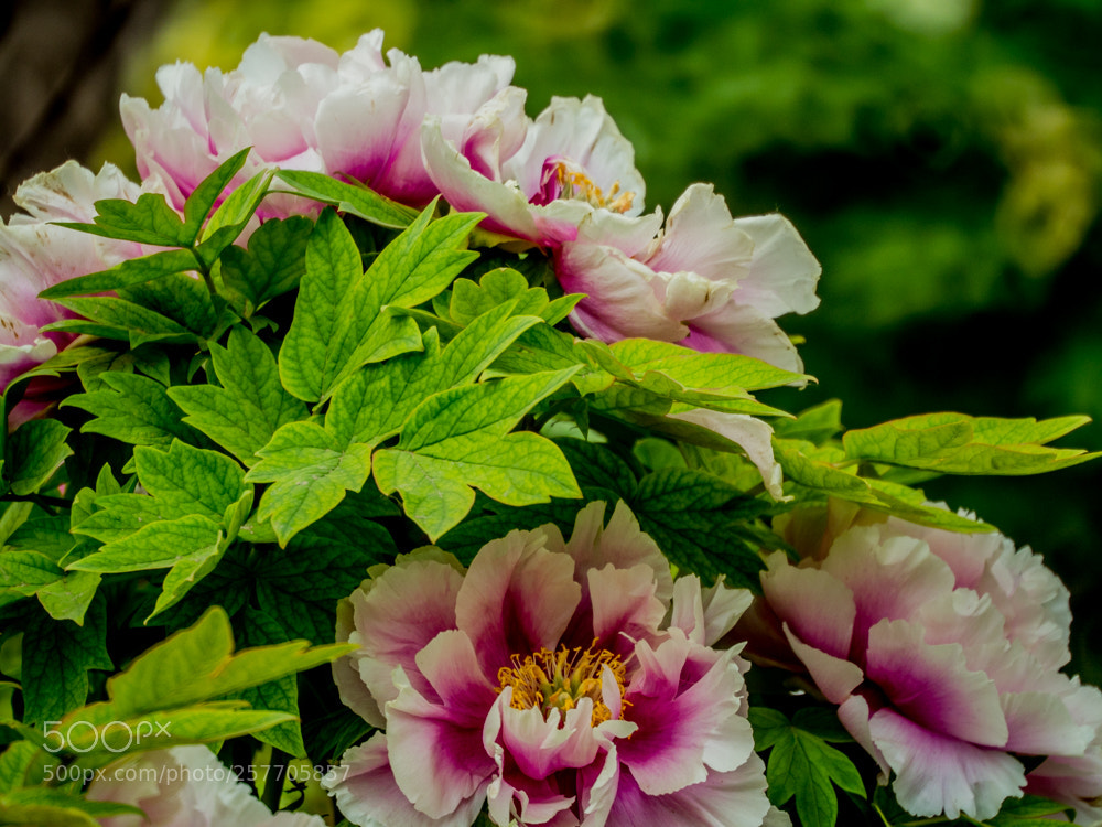 Olympus OM-D E-M1 Mark II sample photo. Untitled photography