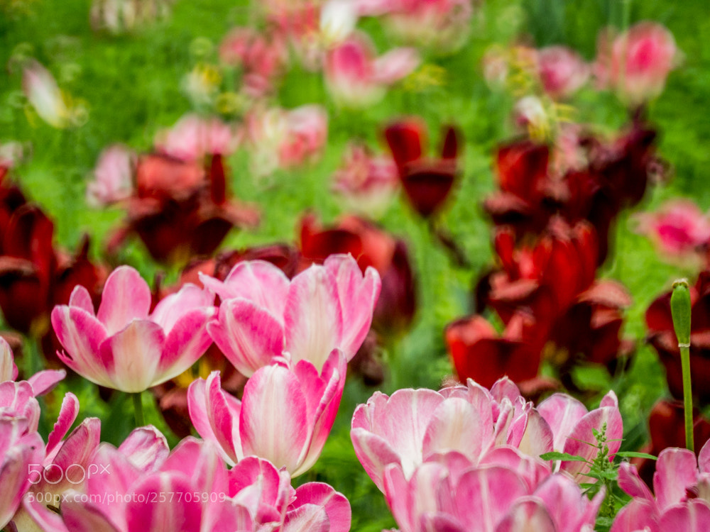 Olympus OM-D E-M1 Mark II sample photo. Untitled photography