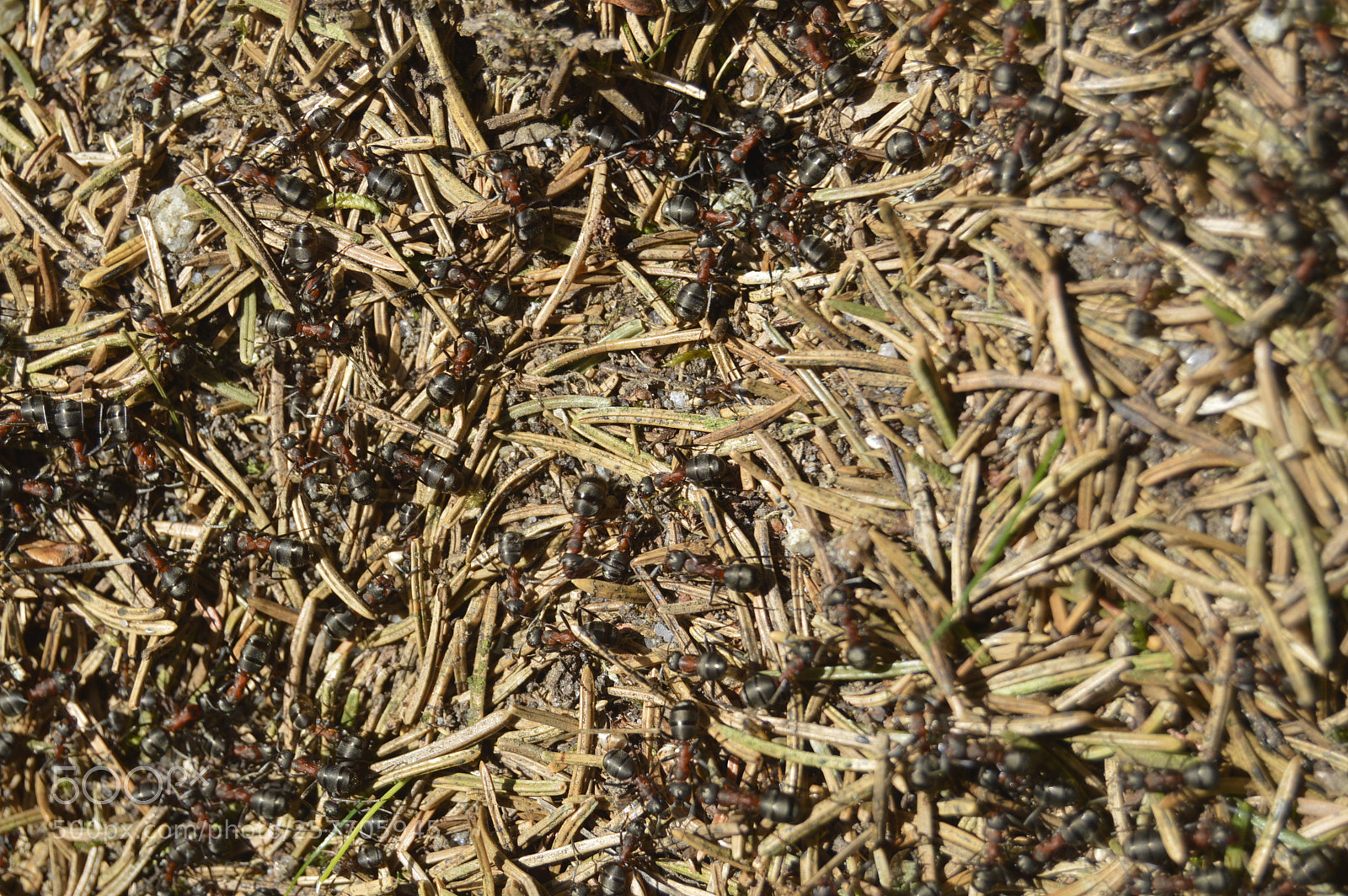 Nikon D3200 sample photo. Dansk natur photography