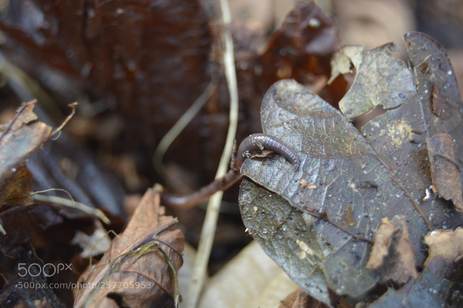 Nikon D3200 sample photo. Dansk natur photography