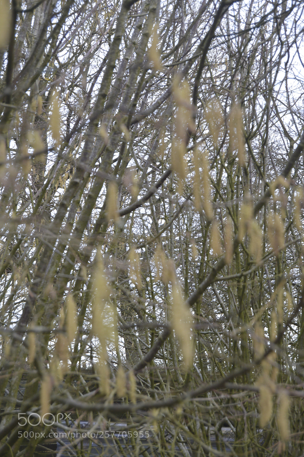Nikon D3200 sample photo. Dansk natur photography
