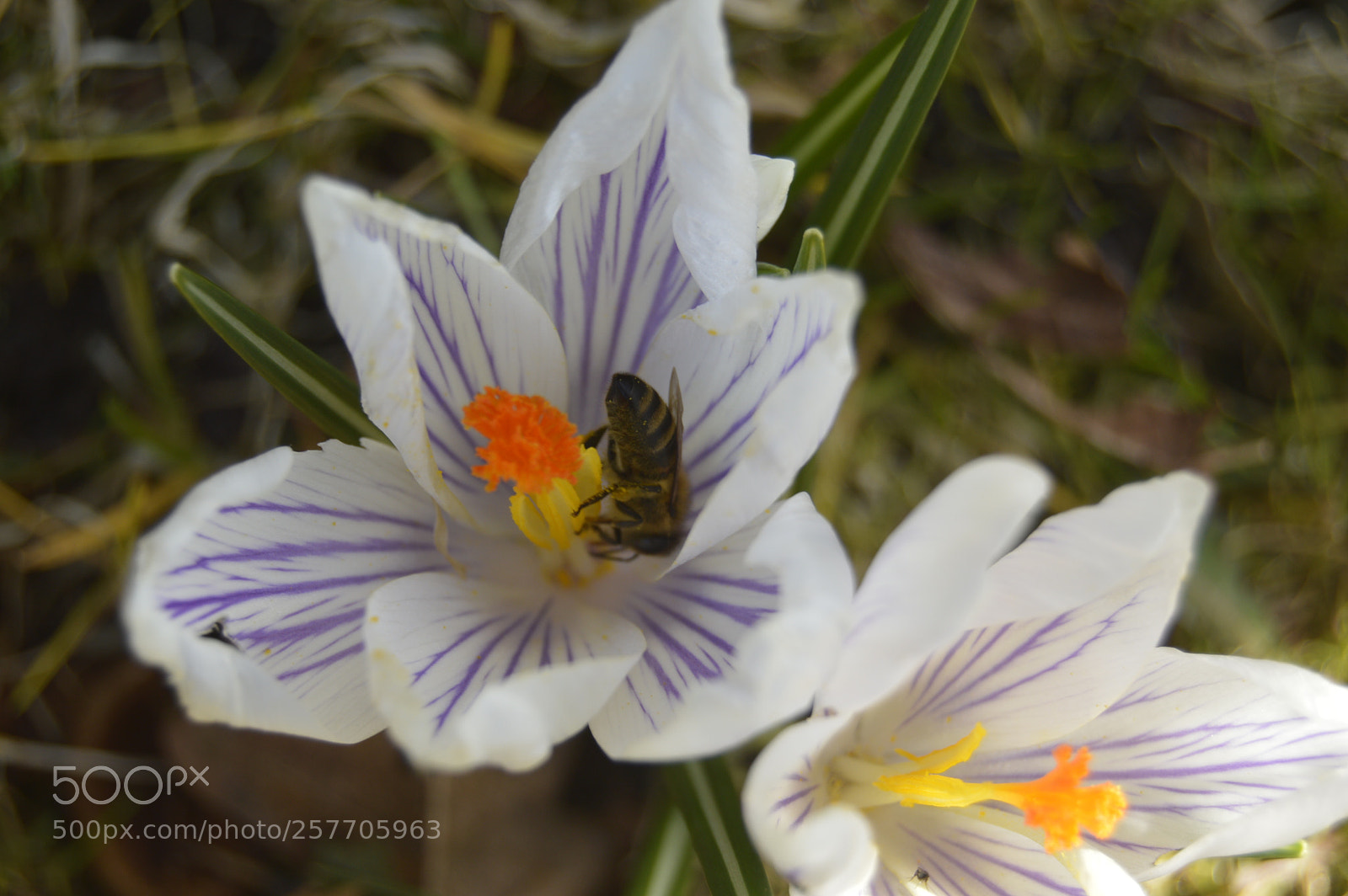 Nikon D3200 sample photo. Dansk natur photography
