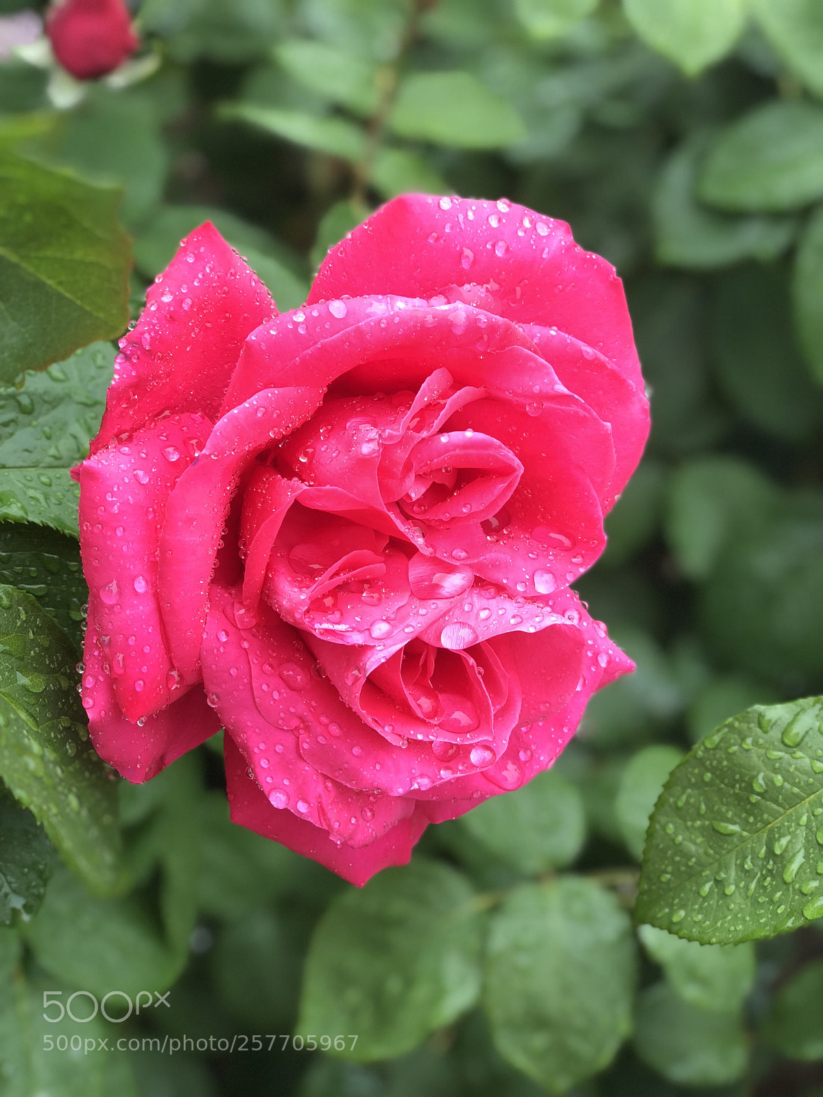 Apple iPhone X sample photo. Rose photography