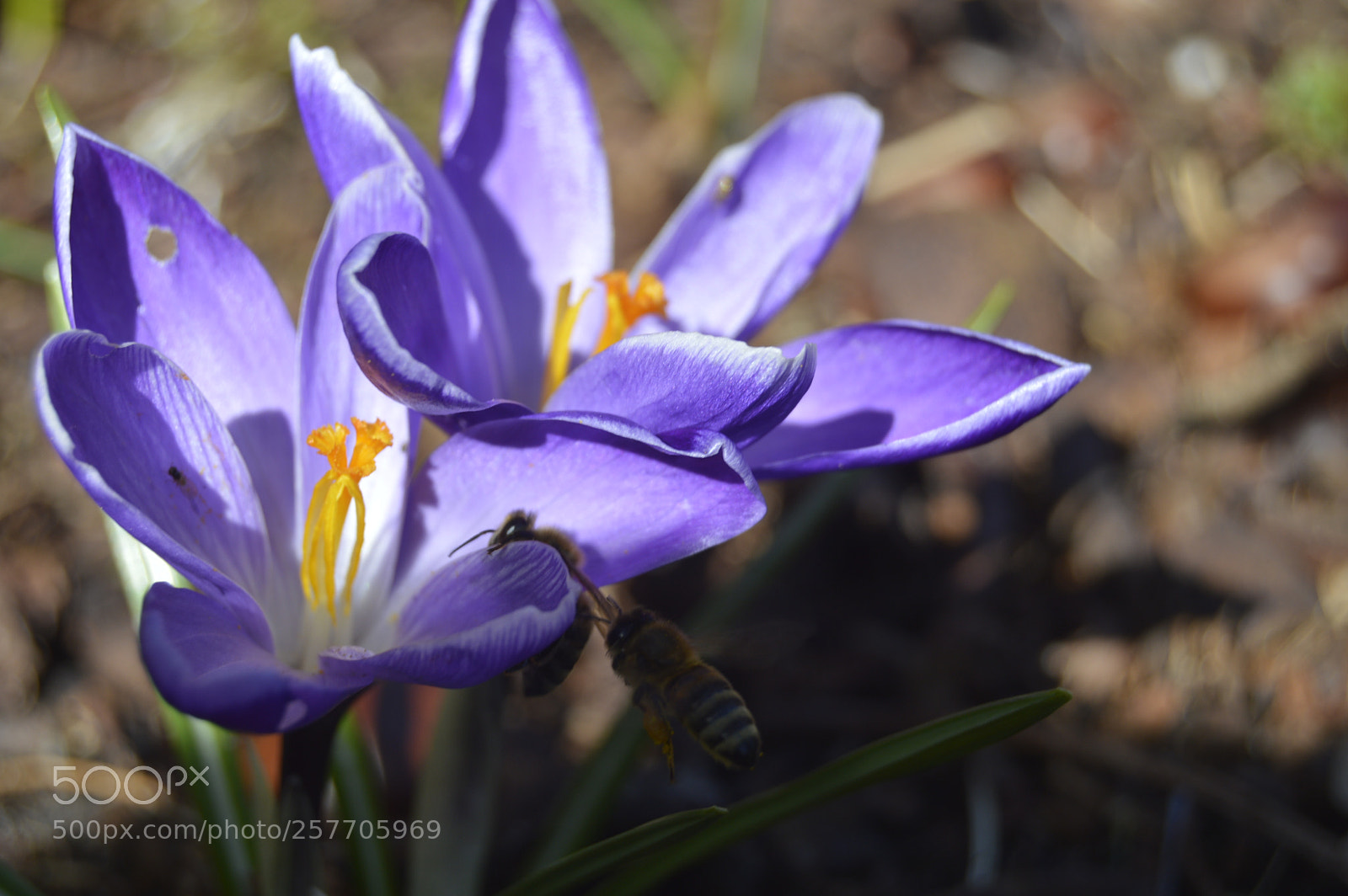 Nikon D3200 sample photo. Dansk natur photography
