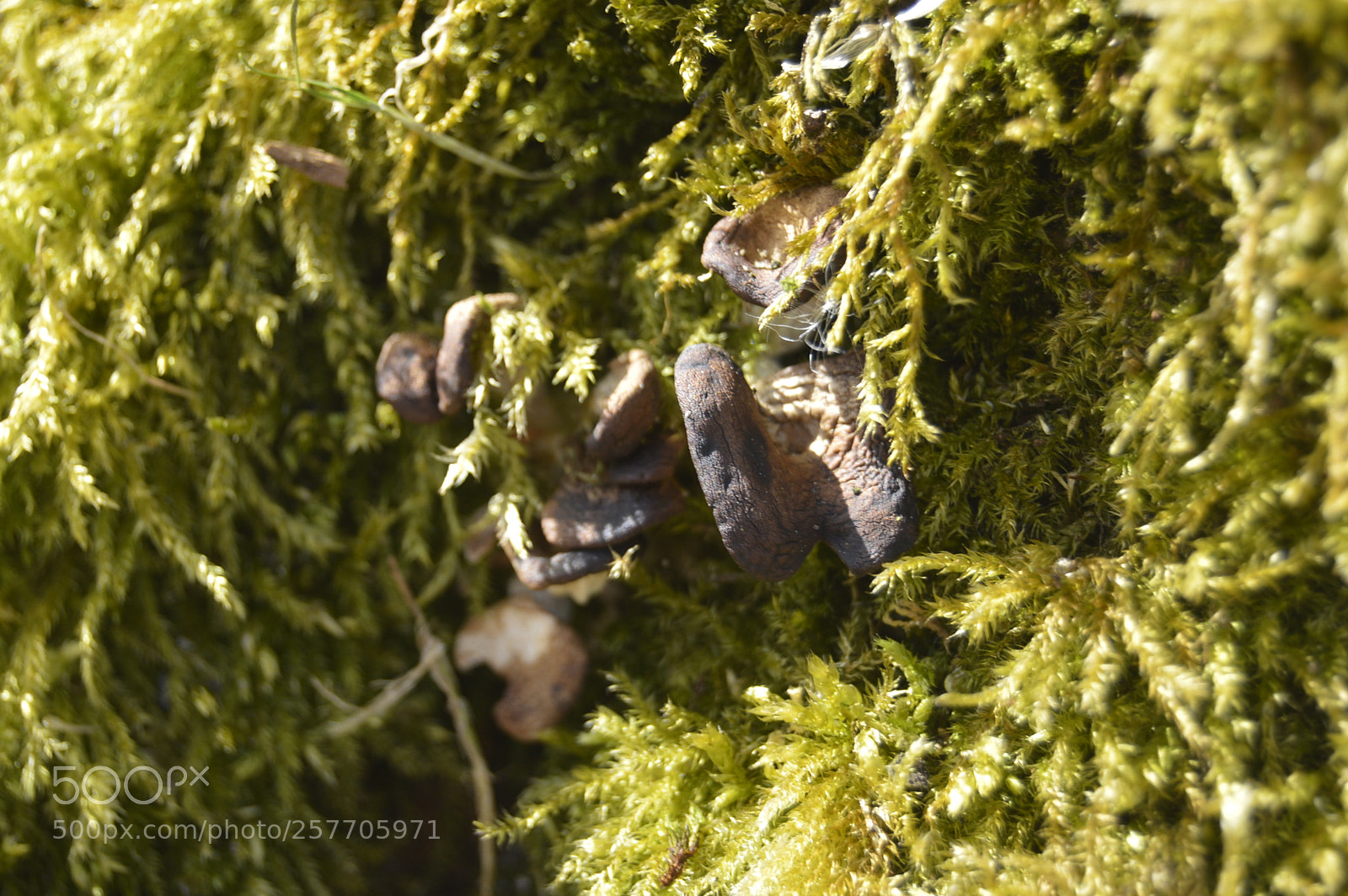 Nikon D3200 sample photo. Dansk natur photography
