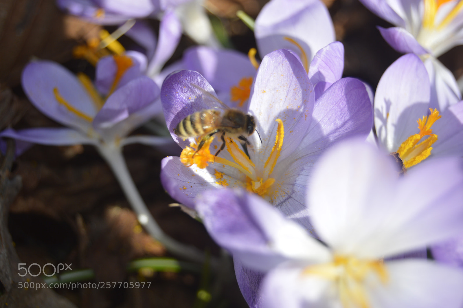 Nikon D3200 sample photo. Dansk natur photography