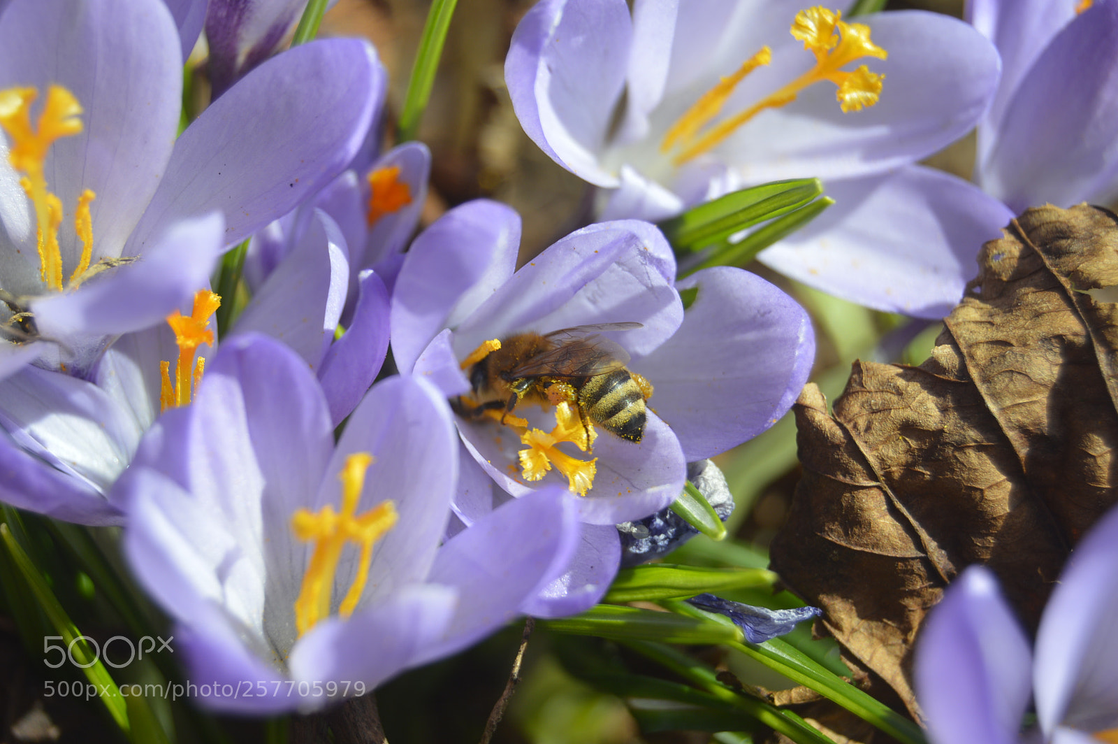 Nikon D3200 sample photo. Dansk natur photography
