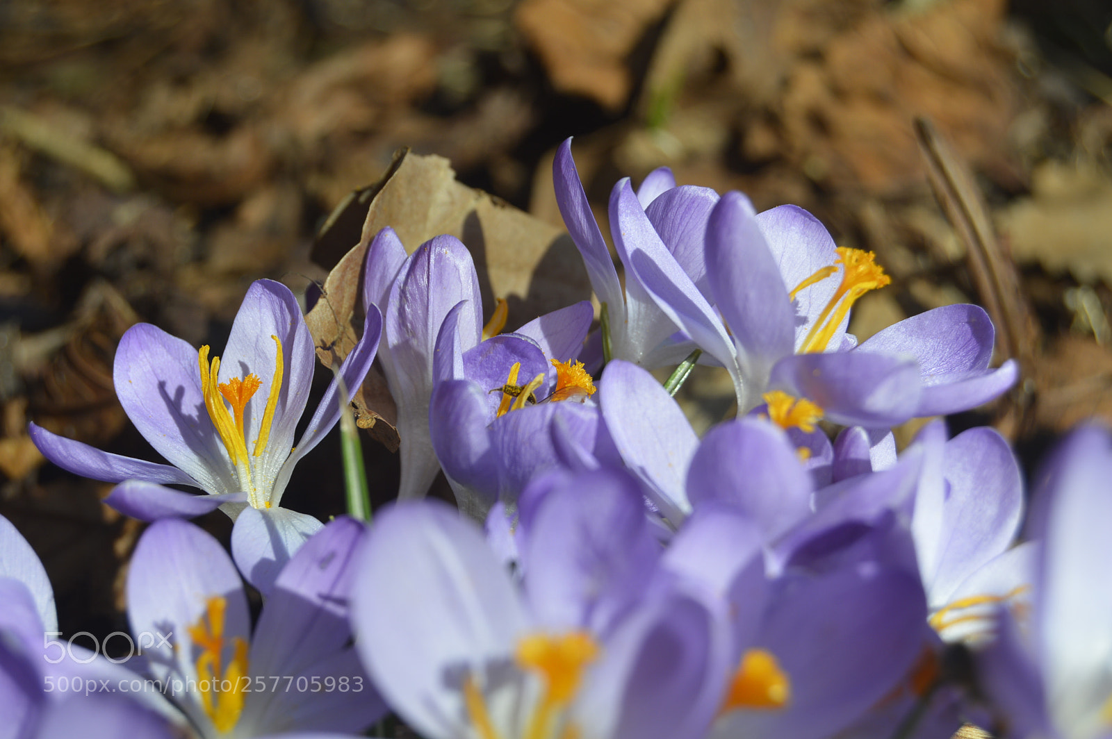 Nikon D3200 sample photo. Dansk natur photography