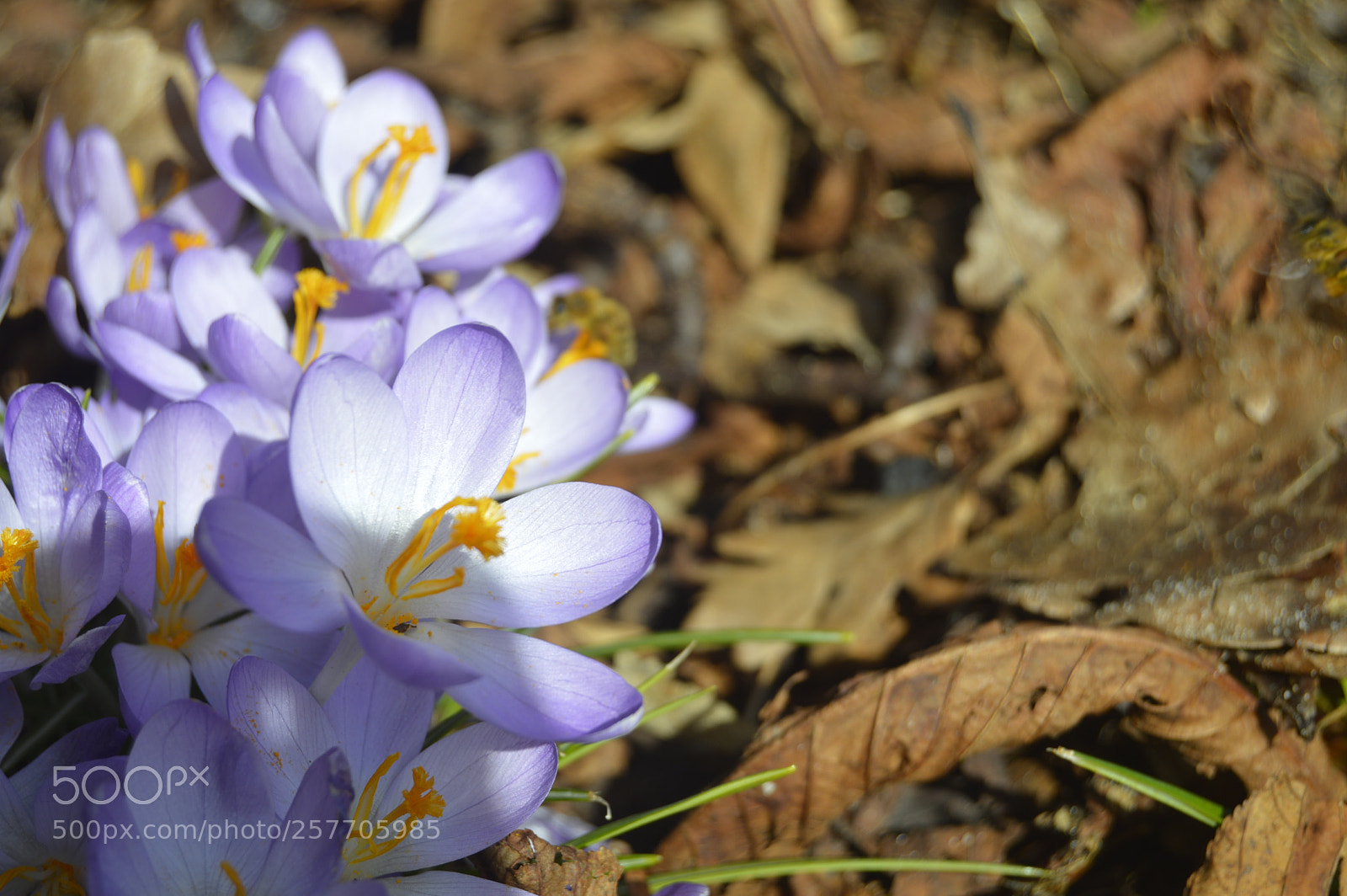 Nikon D3200 sample photo. Dansk natur photography