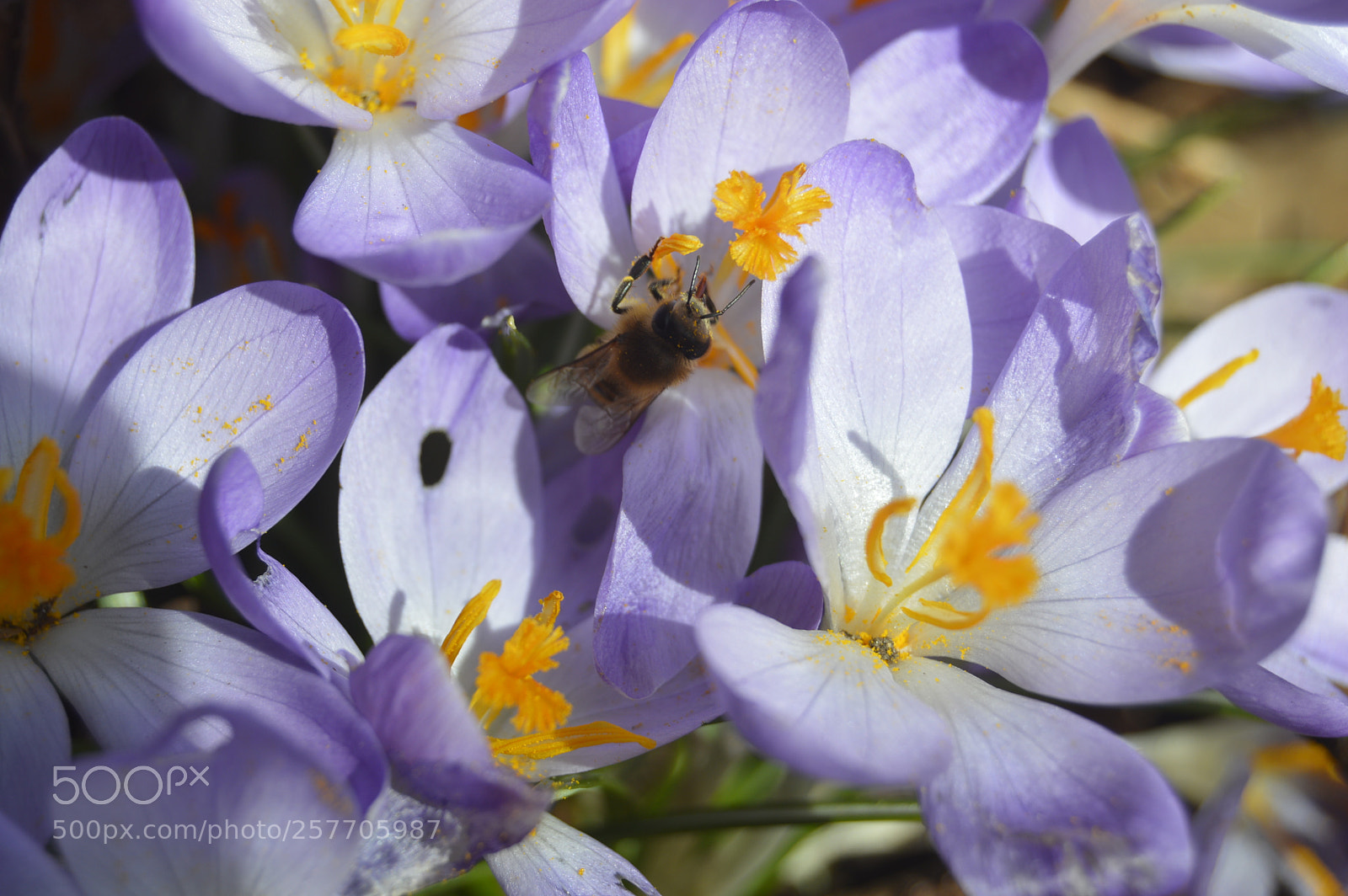 Nikon D3200 sample photo. Dansk natur photography