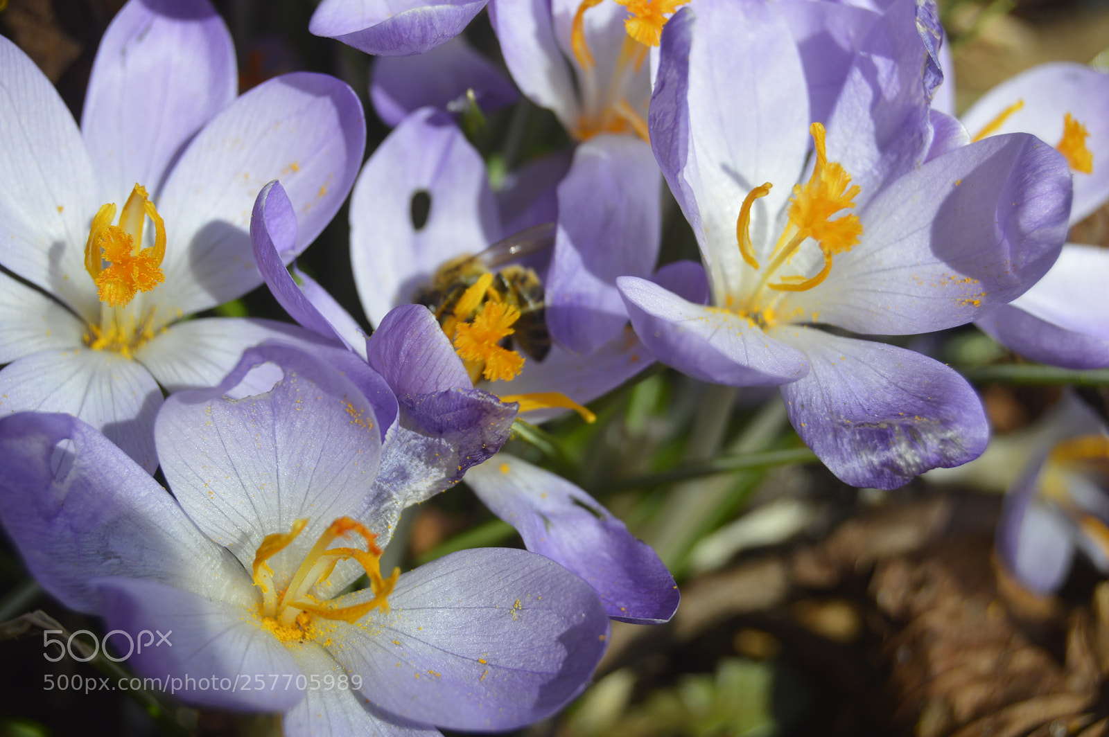 Nikon D3200 sample photo. Dansk natur photography