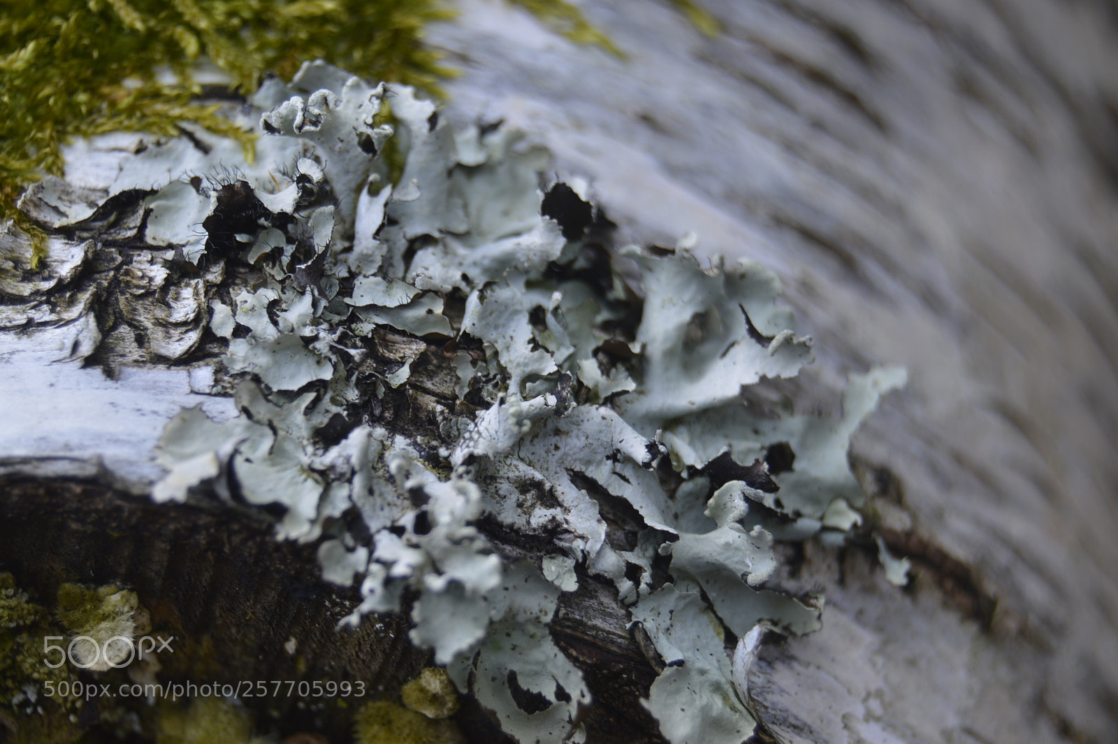 Nikon D3200 sample photo. Dansk natur photography