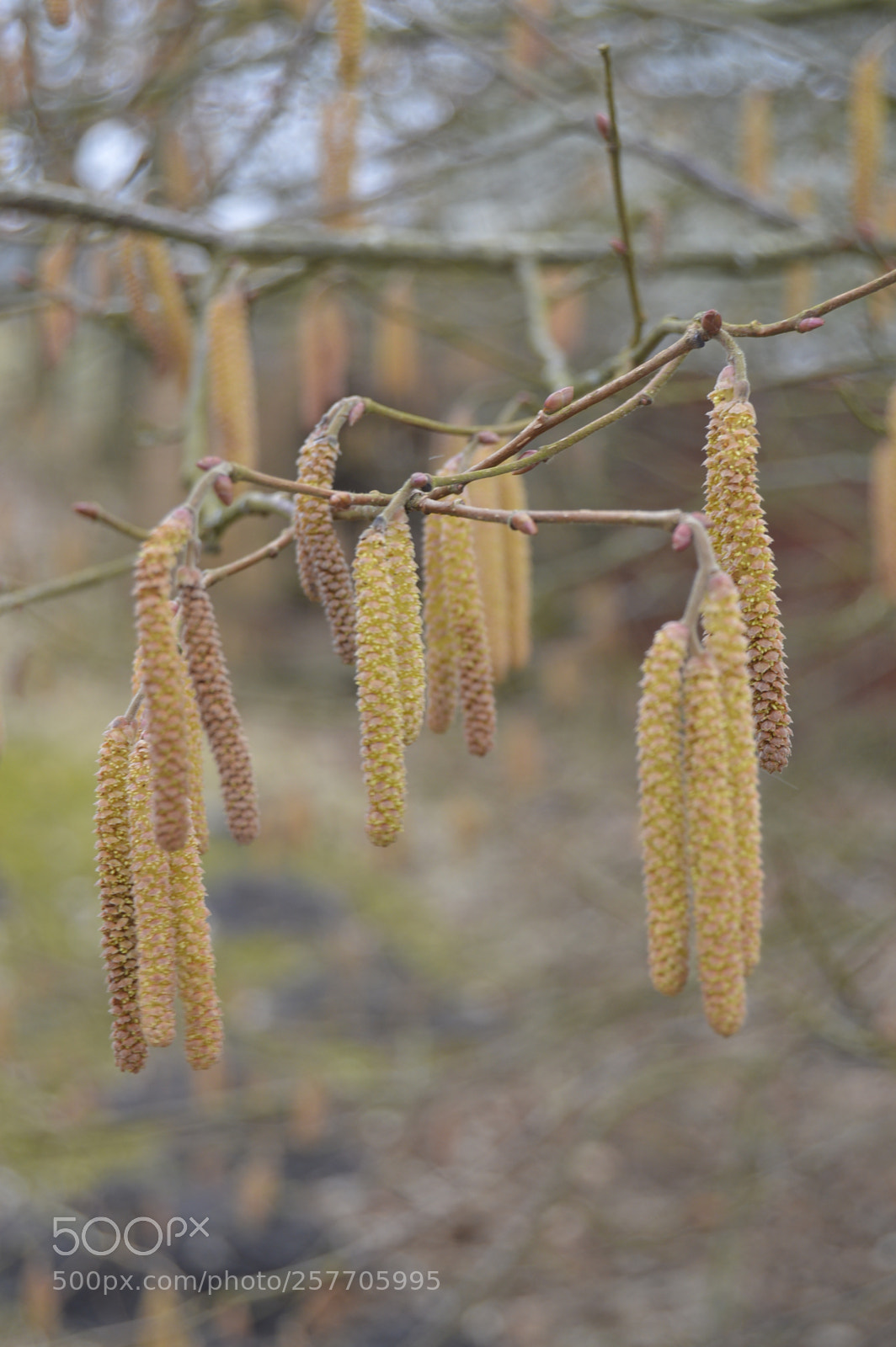 Nikon D3200 sample photo. Dansk natur photography