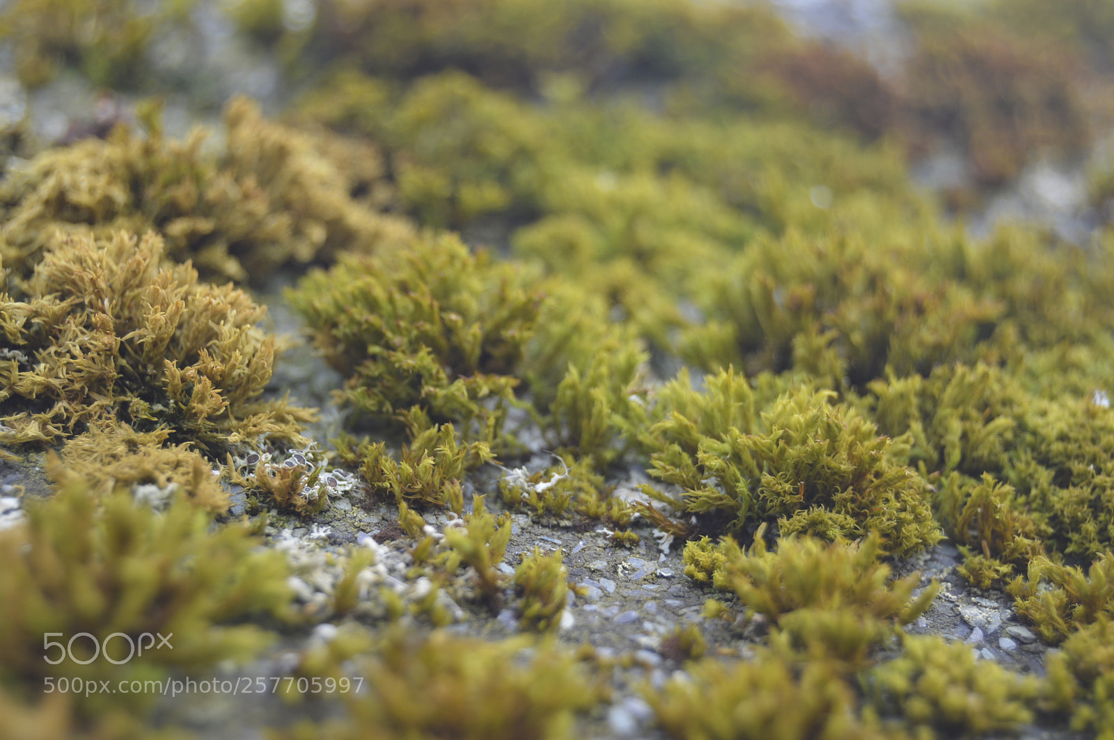 Nikon D3200 sample photo. Dansk natur photography