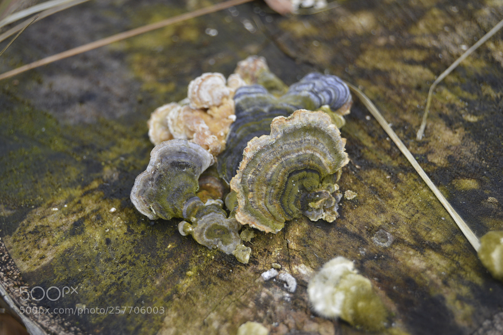 Nikon D3200 sample photo. Dansk natur photography