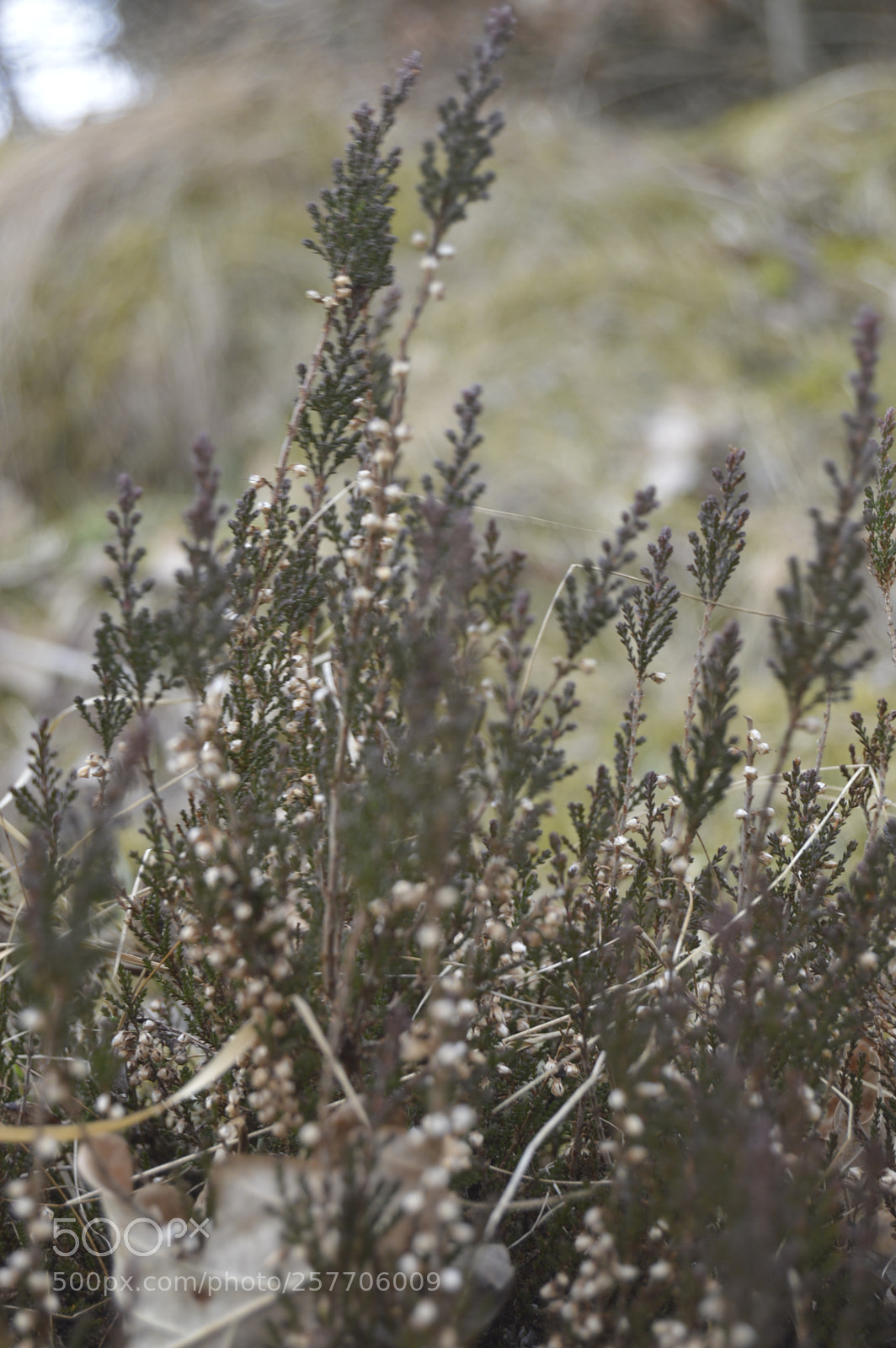 Nikon D3200 sample photo. Dansk natur photography