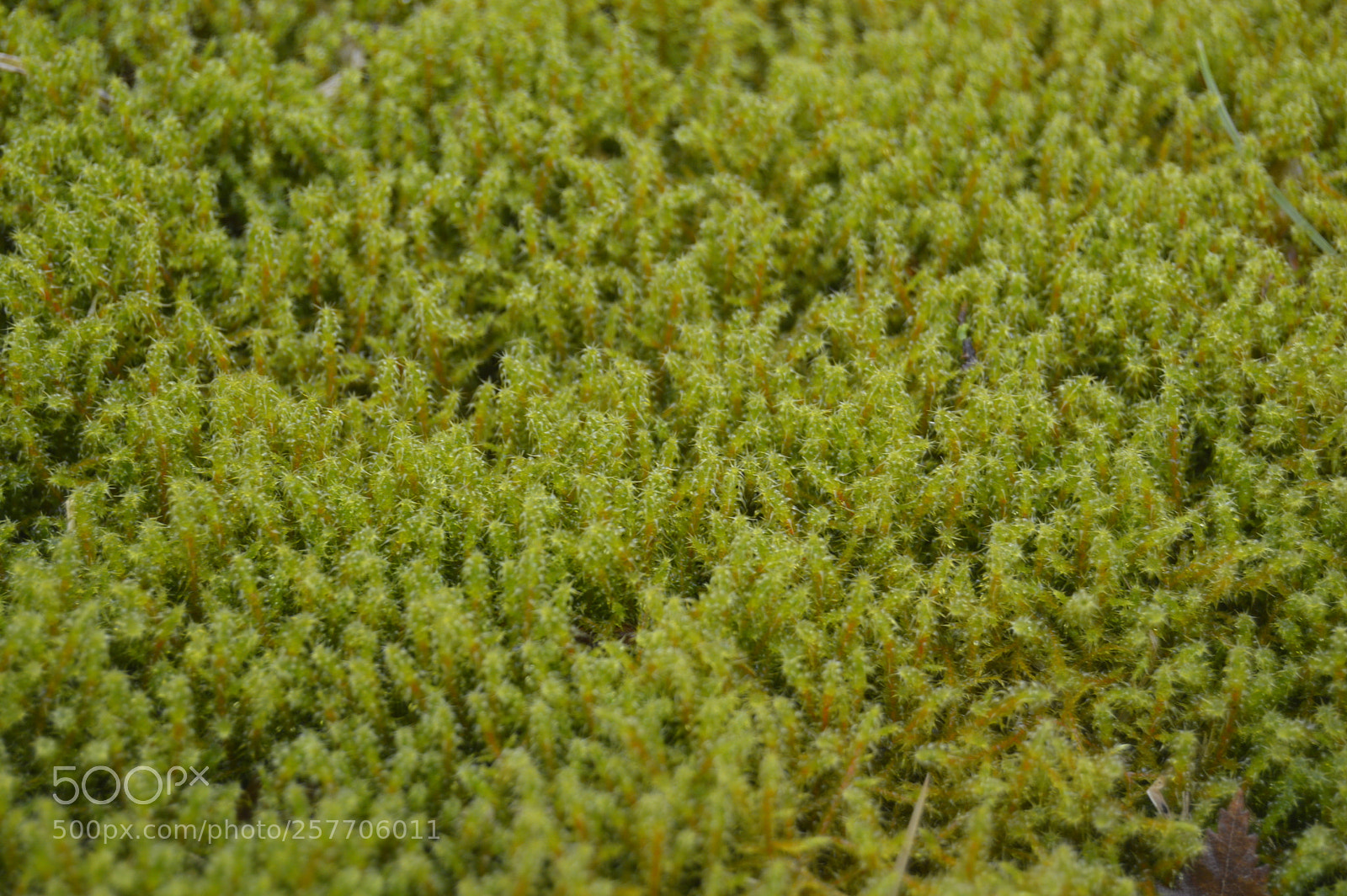 Nikon D3200 sample photo. Dansk natur photography