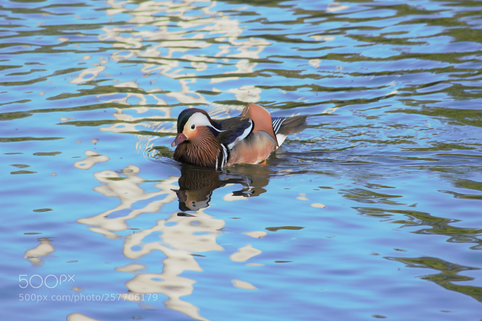 Canon EOS 100D (EOS Rebel SL1 / EOS Kiss X7) sample photo. A mandarin duck photography