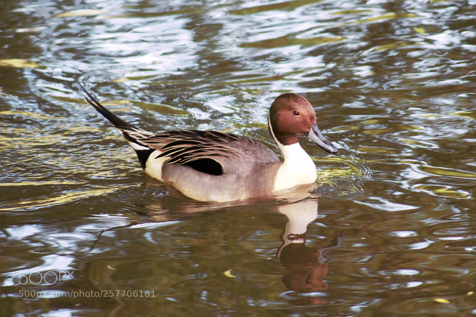 Canon EOS 100D (EOS Rebel SL1 / EOS Kiss X7) sample photo. A northern pintail photography