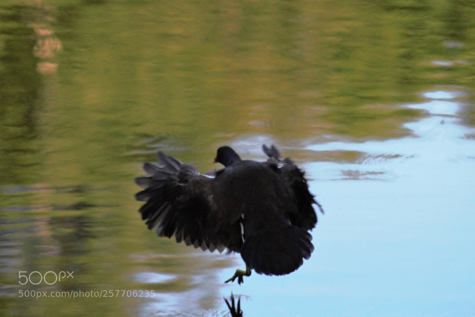 Canon EOS 100D (EOS Rebel SL1 / EOS Kiss X7) sample photo. Dancing on the water photography