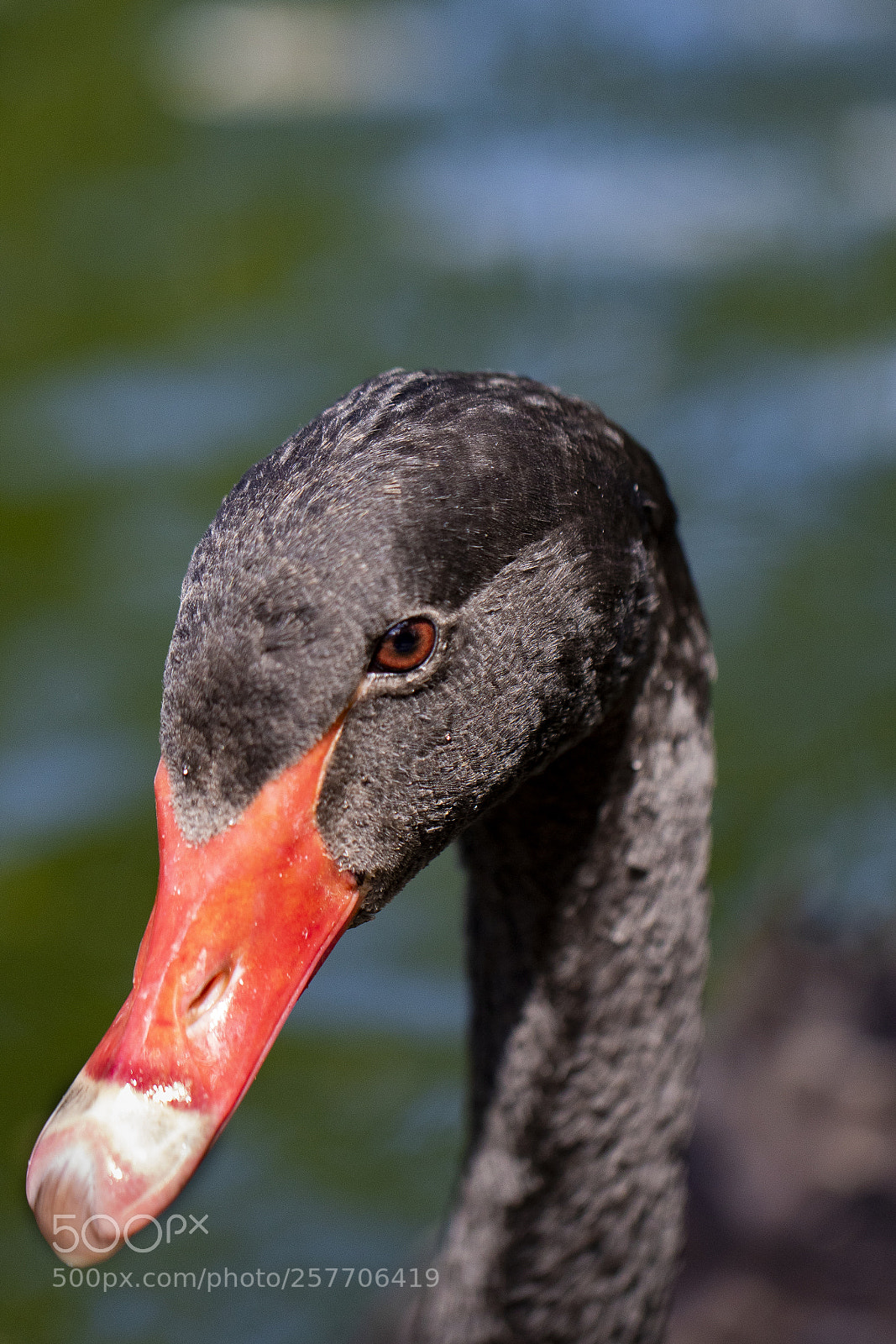 Canon EOS 7D Mark II sample photo. Swan photography