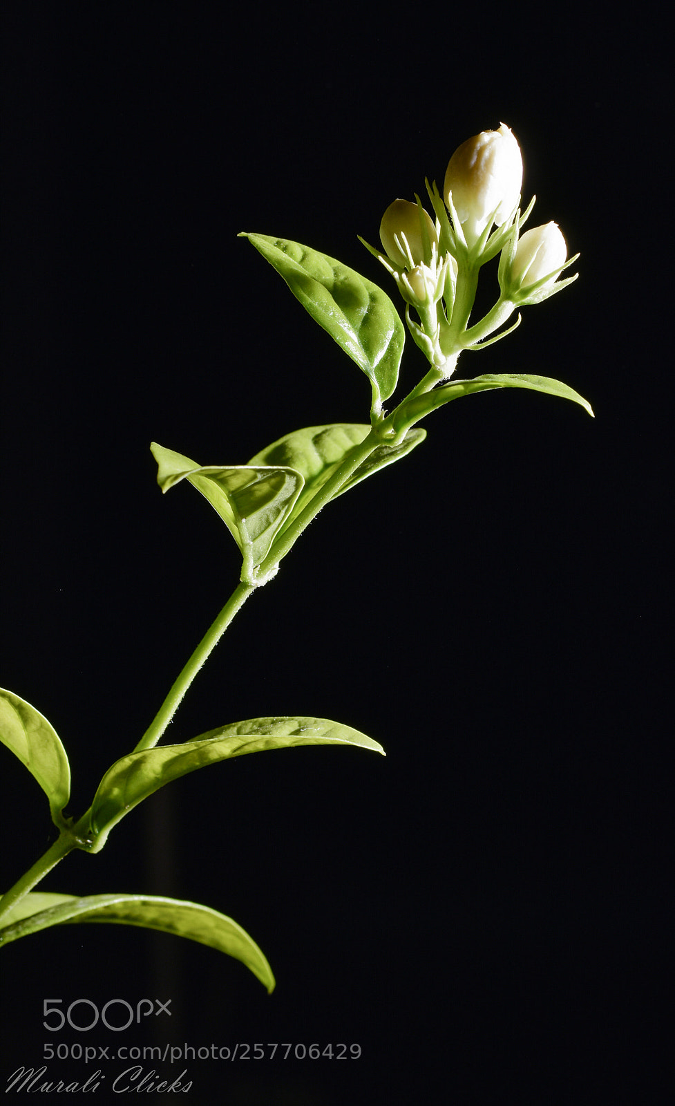 Nikon D7200 sample photo. Untitled photography