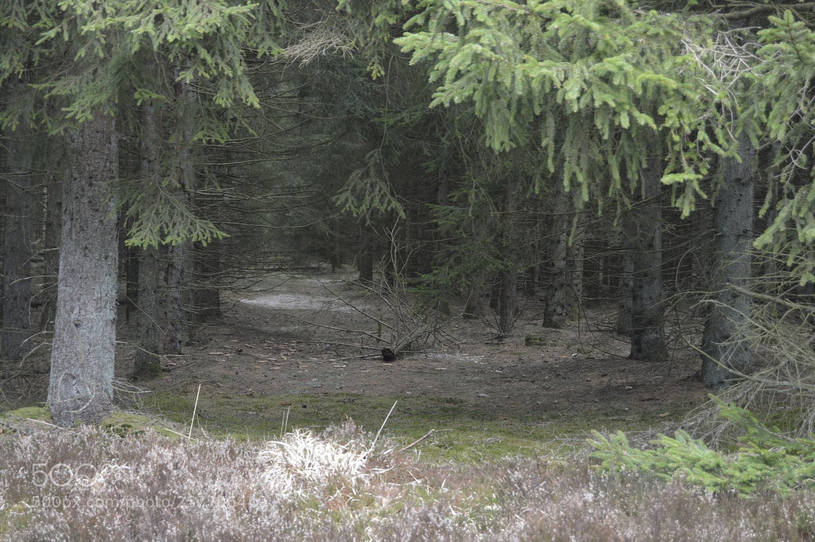 Nikon D3200 sample photo. Dansk netur photography
