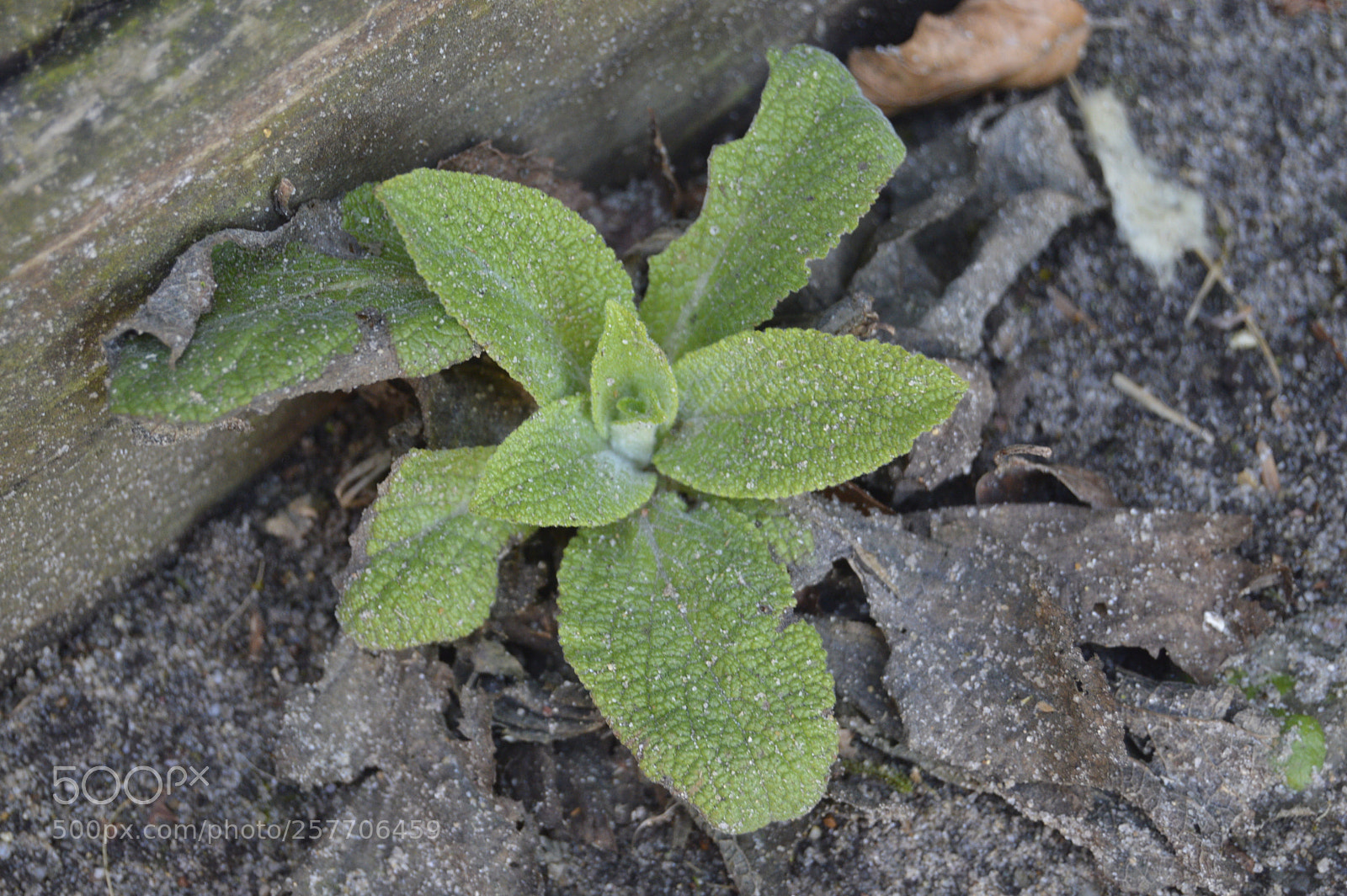 Nikon D3200 sample photo. Dansk netur photography