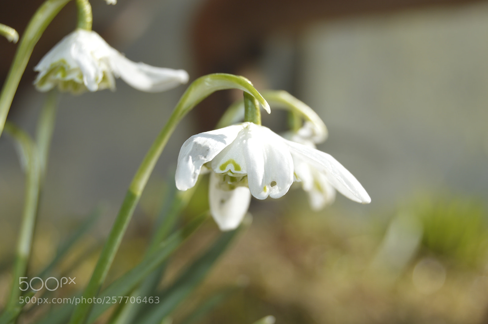 Nikon D3200 sample photo. Dansk netur photography