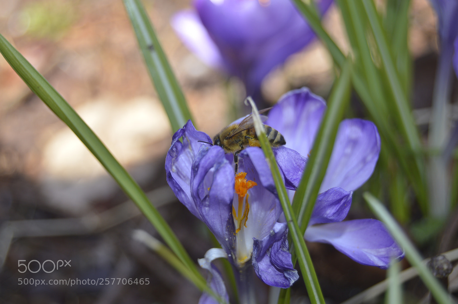 Nikon D3200 sample photo. Dansk netur photography