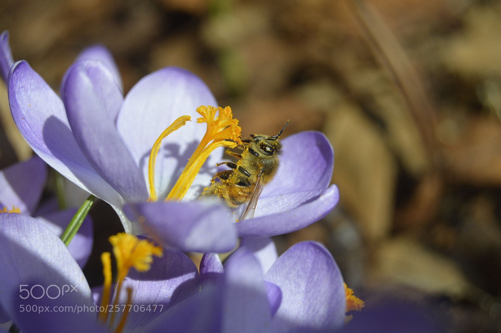 Nikon D3200 sample photo. Dansk netur photography
