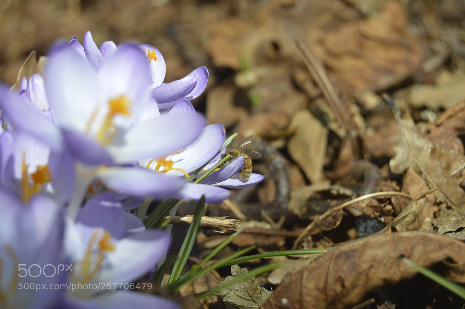 Nikon D3200 sample photo. Dansk netur photography