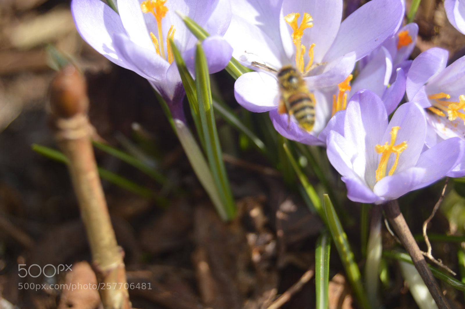 Nikon D3200 sample photo. Dansk netur photography