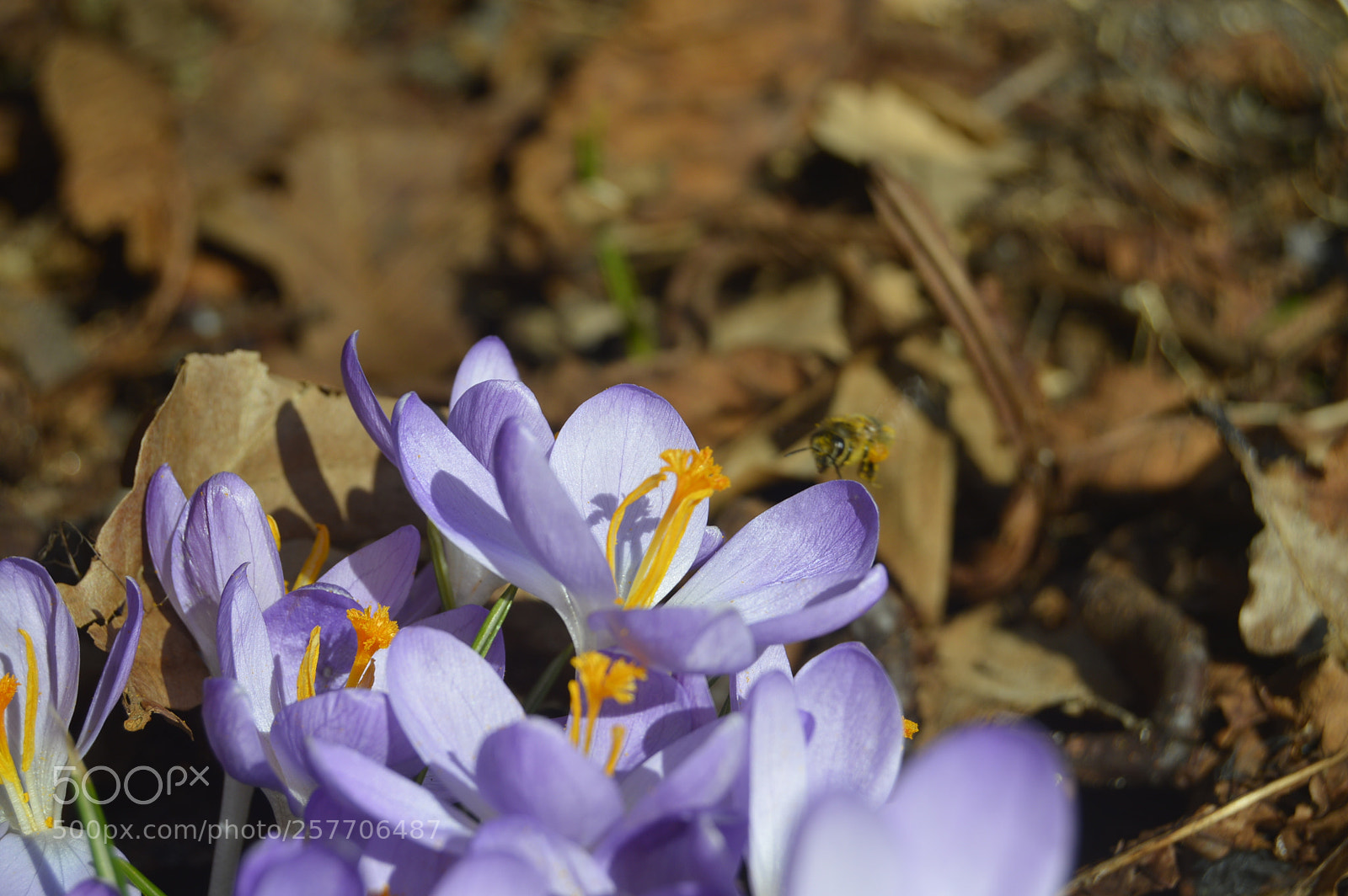 Nikon D3200 sample photo. Dansk netur photography