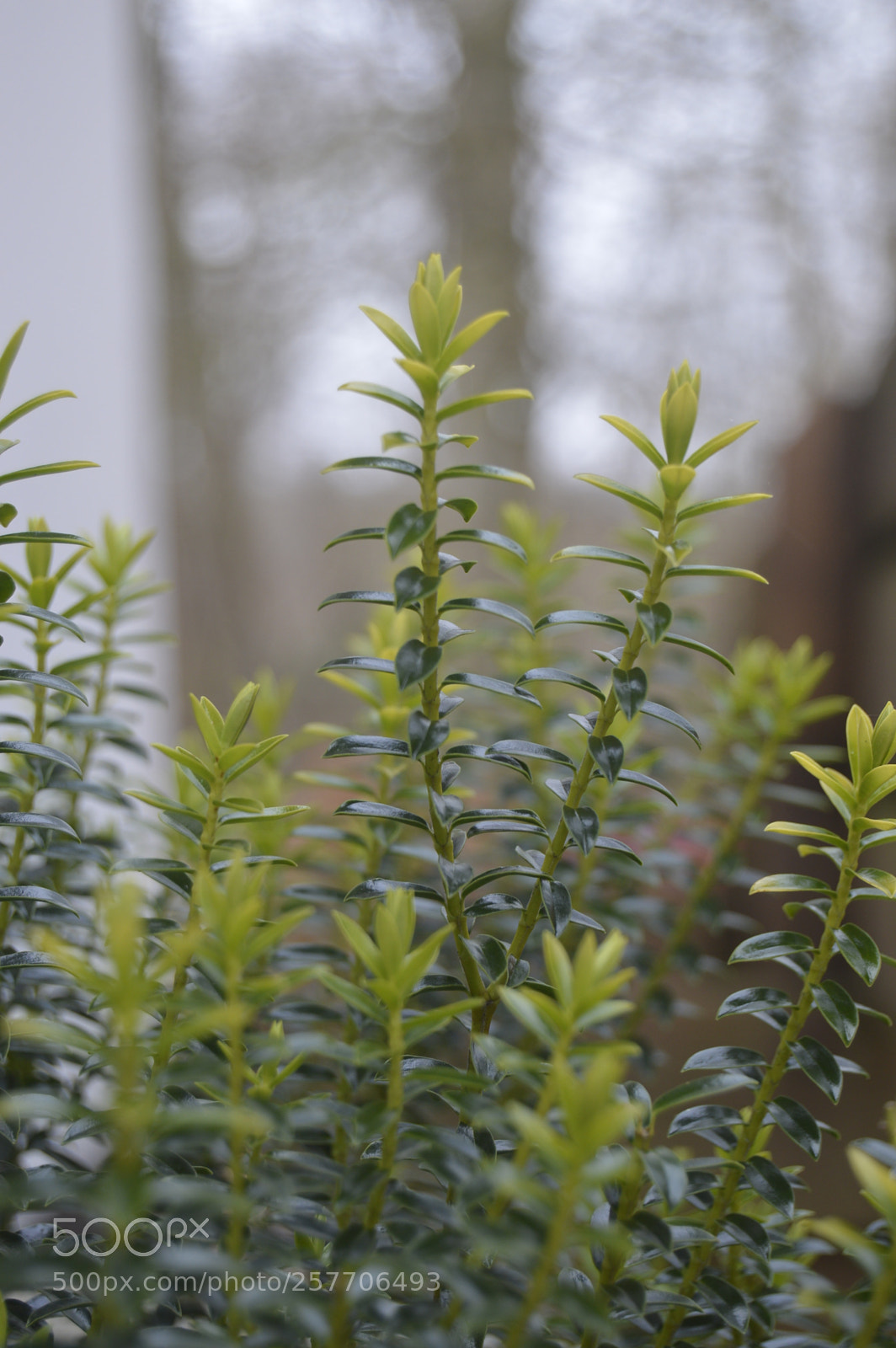 Nikon D3200 sample photo. Dansk netur photography