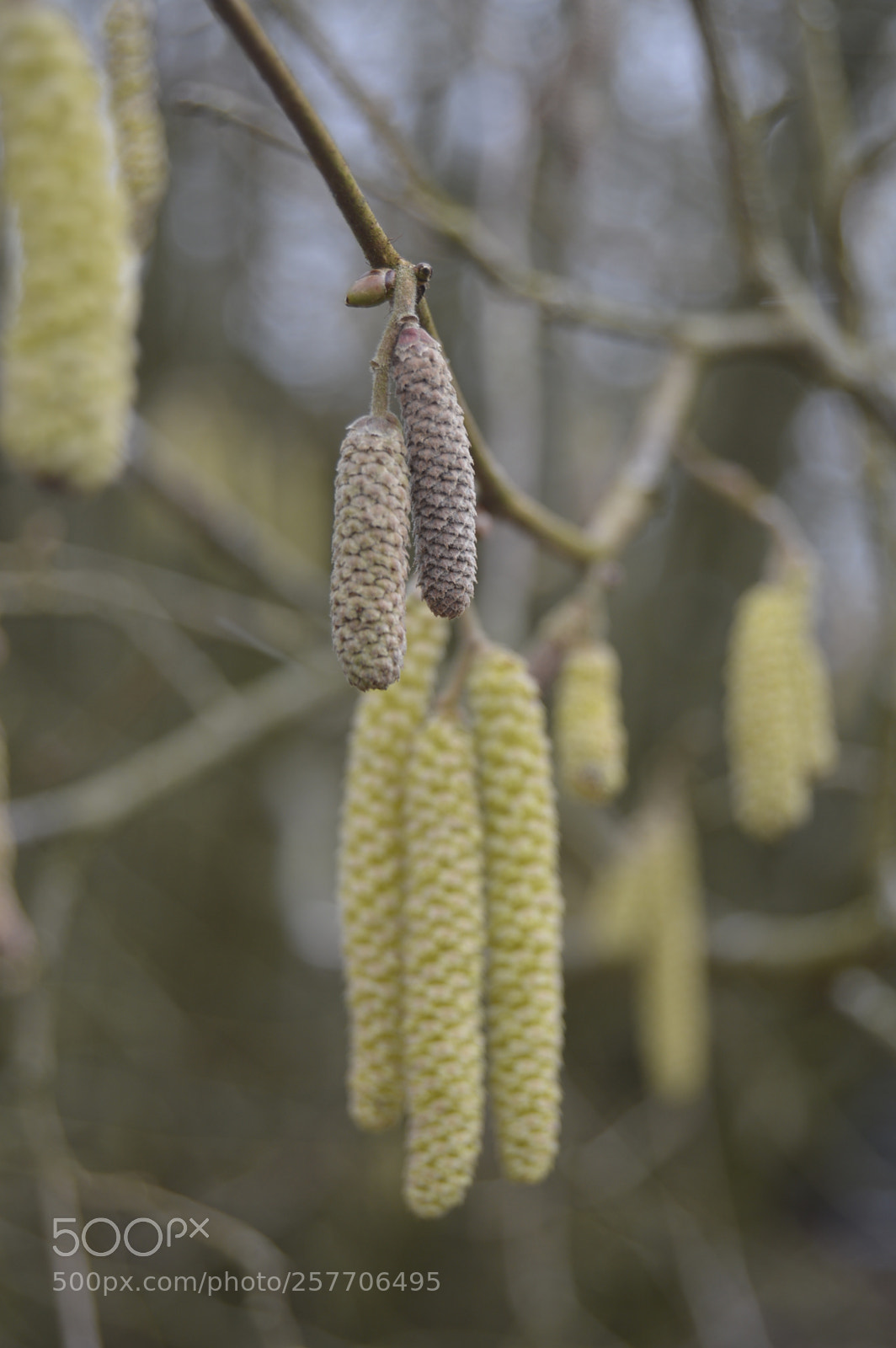 Nikon D3200 sample photo. Dansk netur photography