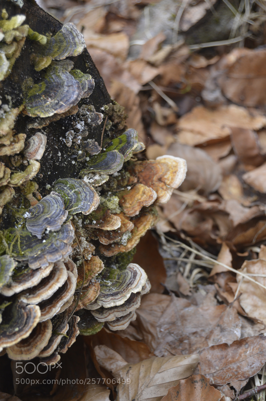 Nikon D3200 sample photo. Dansk netur photography