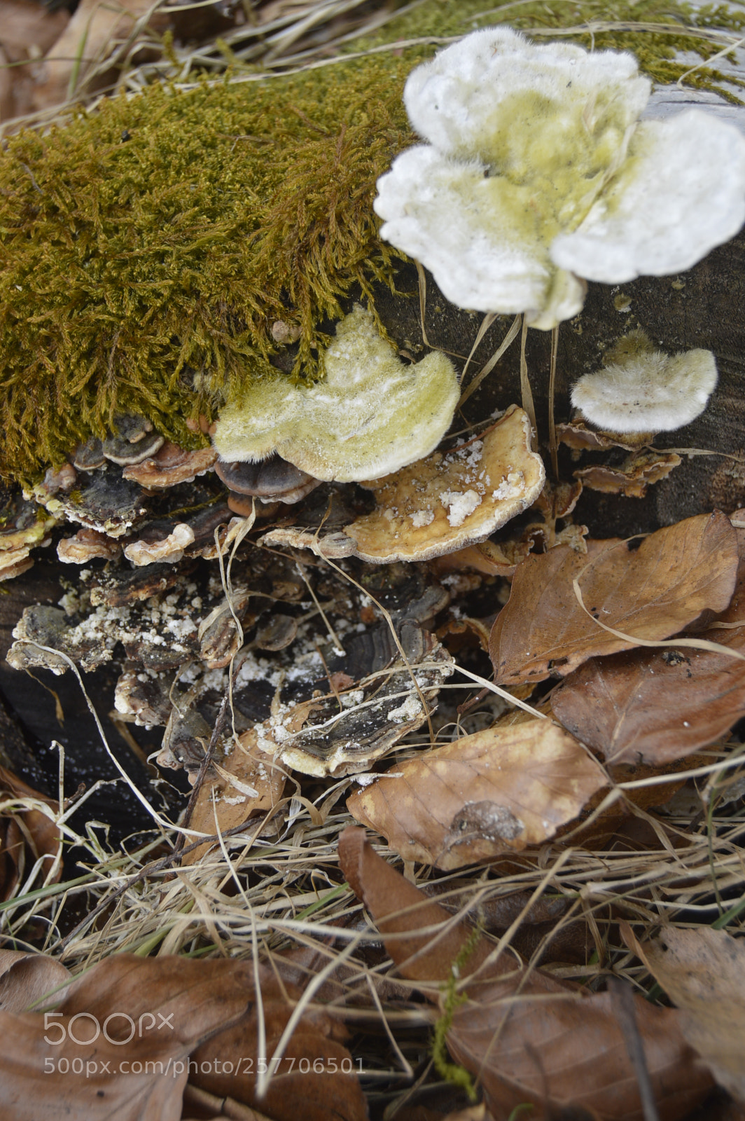 Nikon D3200 sample photo. Dansk netur photography