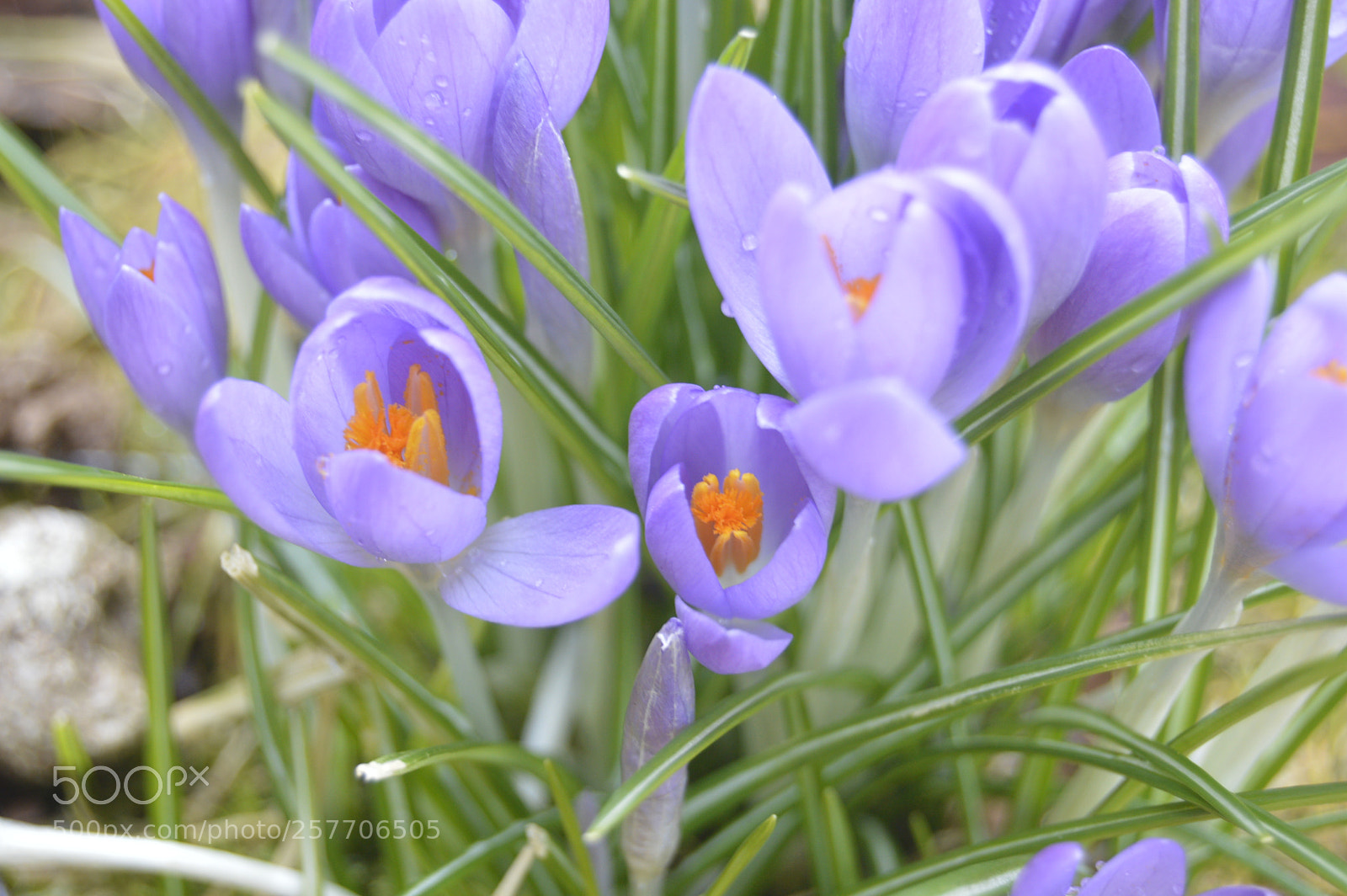 Nikon D3200 sample photo. Dansk netur photography