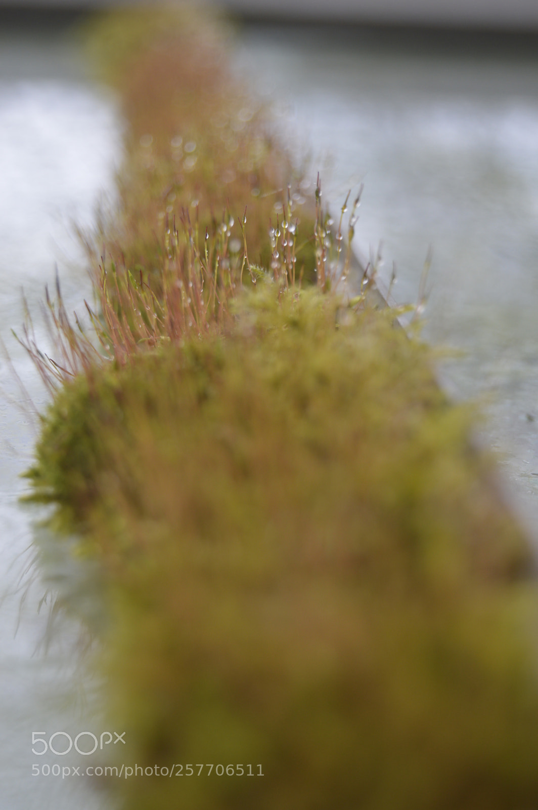 Nikon D3200 sample photo. Dansk netur photography