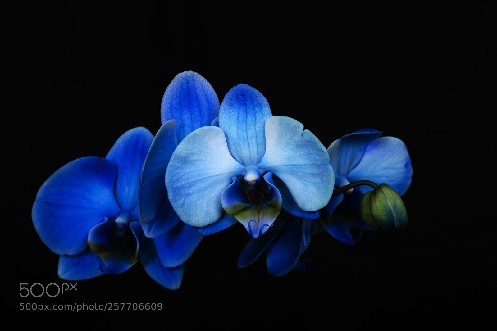 Fujifilm X-T2 sample photo. Blue orchids more frontal photography