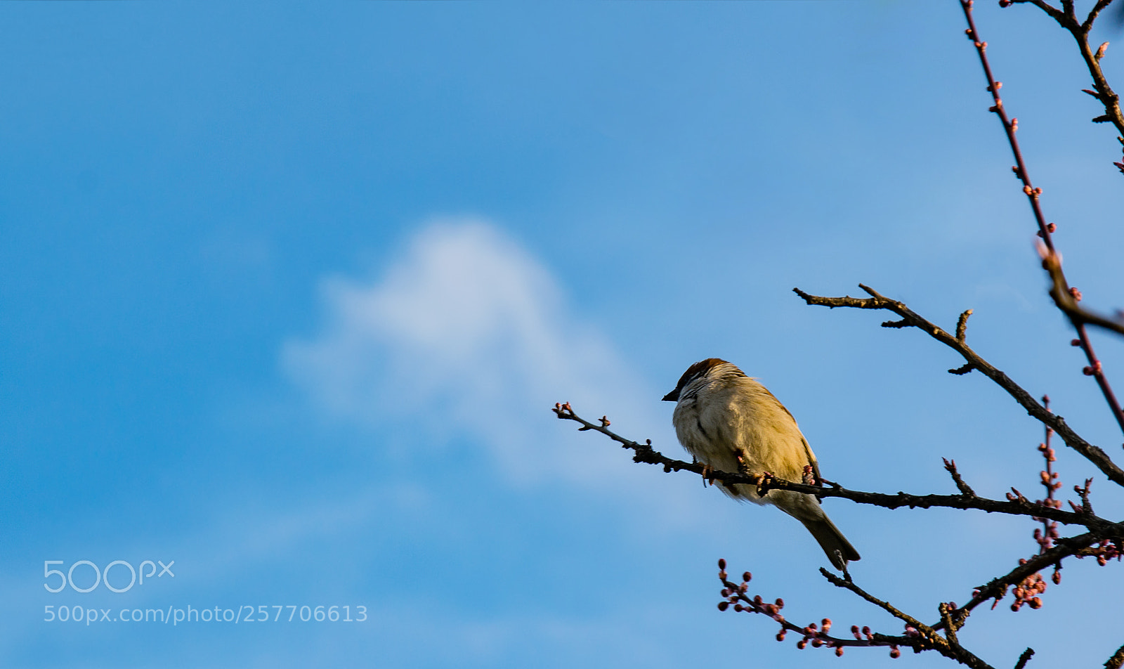 Nikon D5300 sample photo. Lonely bird photography