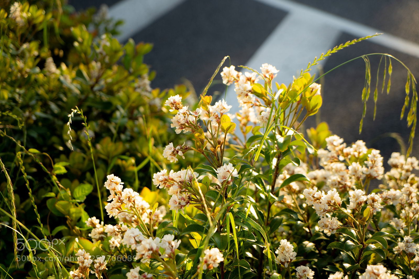Sony a7 II sample photo. Garden beside sidewalk photography